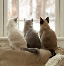 Nằm Mơ Thấy 3 Con mèo Đánh Con Gì - Giải Mã Giấc Mơ Thấy 3 Con mèo